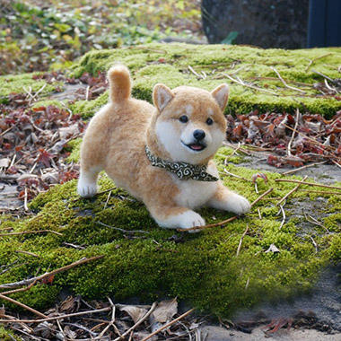 やんちゃな柴犬パヒーちゃん