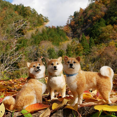 紅葉と柴犬ワンコ